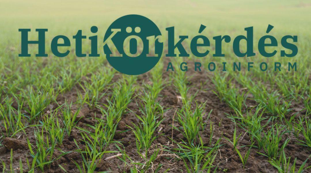 Miért kulcsfontosságú technológiai elem a kalászosok őszi gyomirtása? – Heti Körkérdés 