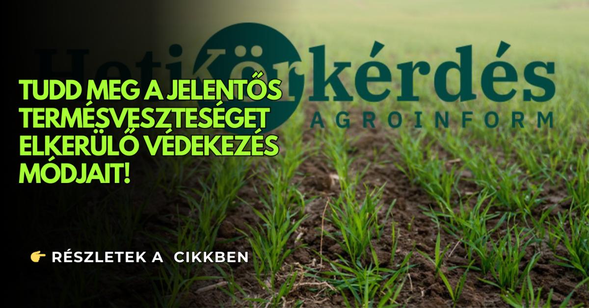 Miért kulcsfontosságú technológiai elem a kalászosok őszi gyomirtása? – Heti Körkérdés Miért kulcsfontosságú technológiai elem a kalászosok őszi gyomirtása? – Heti Körkérdés