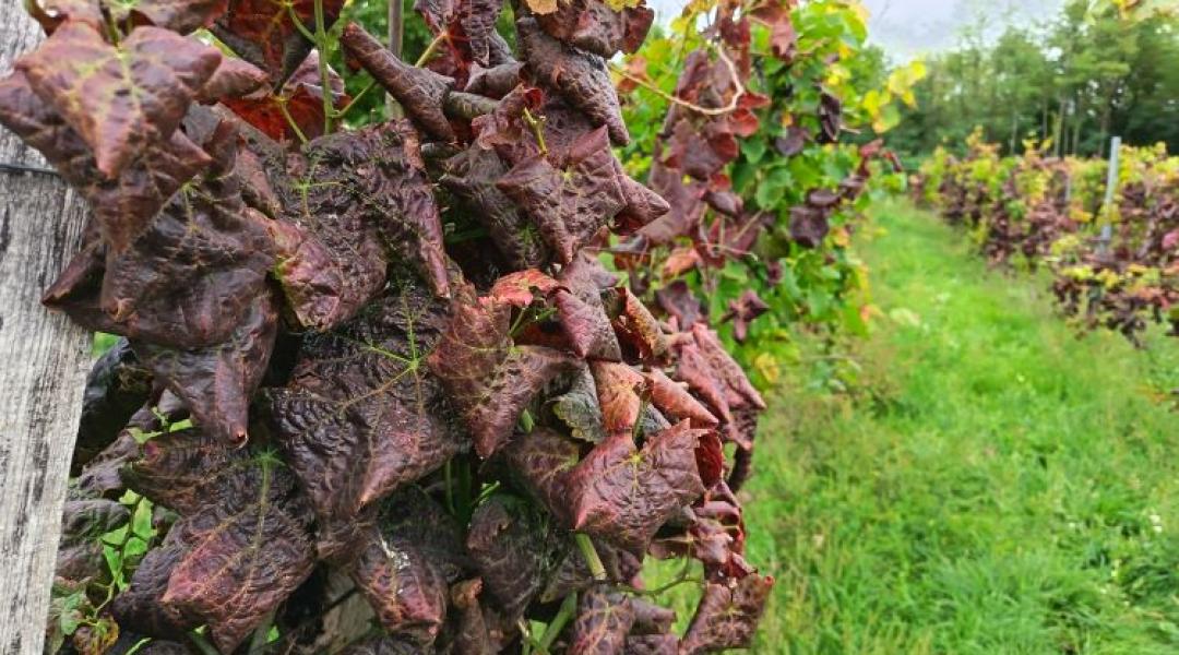 Így próbálják megmenteni a szőlőt a fitoplazmától – most kell összefogni!
