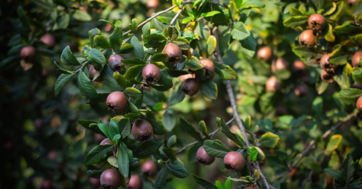 Őszi immunbomba a kertedből – Ezért ültess naspolyát Őszi immunbomba a kertedből – Ezért ültess naspolyát