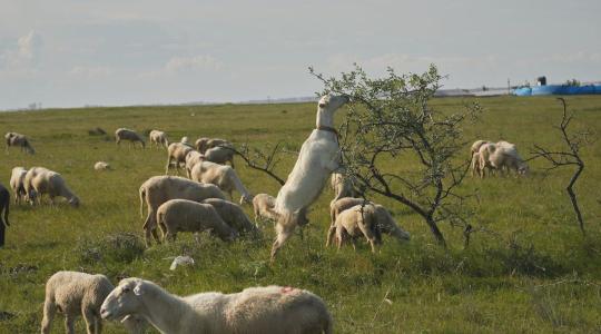 Miért van kevesebb tűz ott, ahol állatok legelnek? Miért van kevesebb tűz ott, ahol állatok legelnek?