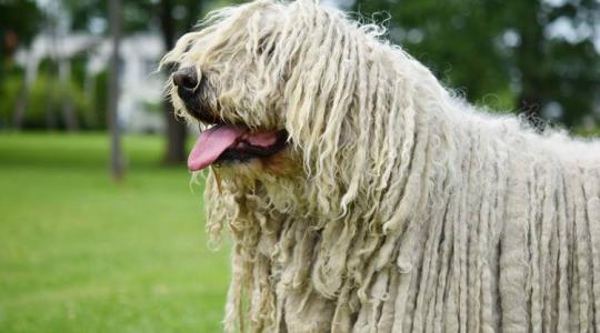A komondor: a magyar pásztorkutya legendája és szerepe a modern mezőgazdaságban