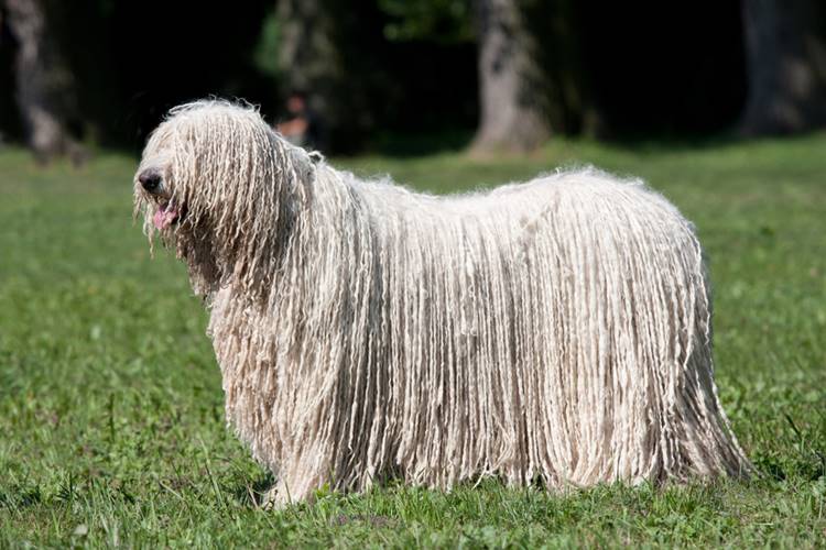 komondor