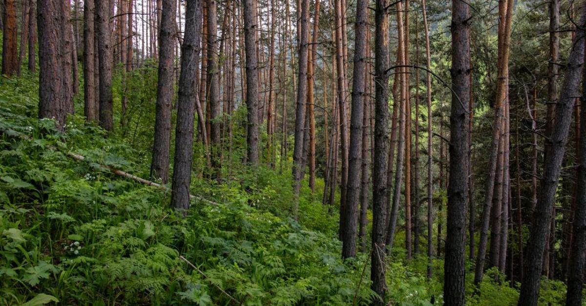 Akadozik az EUDR bevezetése – jön az újabb halasztás?