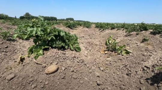 A megélhetésük forog kockán – vadkárral küzdenek a gazdák Kóny térségében +VIDEÓ