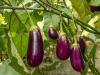 Paprika- és padlizsánbőség idején kötelező: videón a szenzációs recept +VIDEÓ