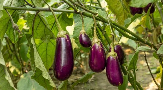 Paprika- és padlizsánbőség idején kötelező: videón a szenzációs recept +VIDEÓ Paprika- és padlizsánbőség idején kötelező: videón a szenzációs recept +VIDEÓ