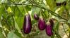 Paprika- és padlizsánbőség idején kötelező: videón a szenzációs recept +VIDEÓ