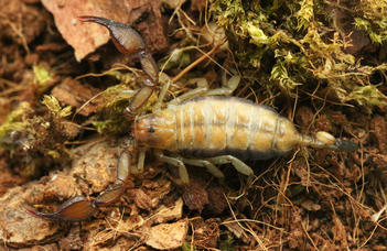 skorpió