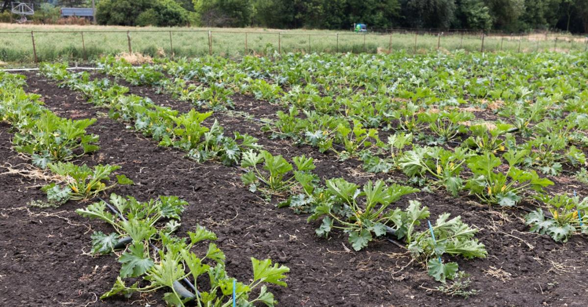 Itt a rangsor: a vetéstől a kóstolásig tesztelték a cukkinifajtákat Itt a rangsor: a vetéstől a kóstolásig tesztelték a cukkinifajtákat