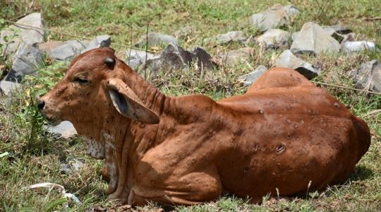 Terjed a bőrcsomósodáskór a szarvasmarhák között Terjed a bőrcsomósodáskór a szarvasmarhák között