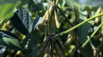 Bírja még a szója Magyarországon? Bírja még a szója Magyarországon?