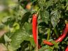 Így őrizheted meg a paprika csípősségét akár egy évig is