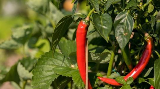 Így őrizheted meg a paprika csípősségét akár egy évig is Így őrizheted meg a paprika csípősségét akár egy évig is