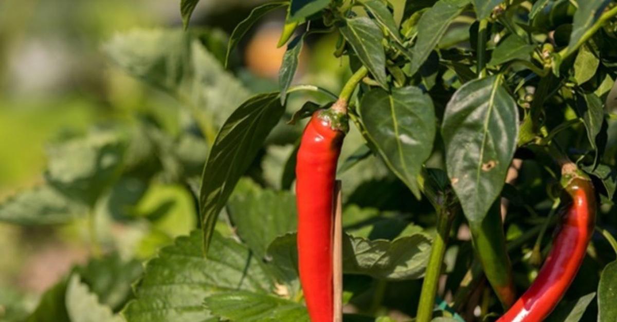 Így őrizheted meg a paprika csípősségét akár egy évig is