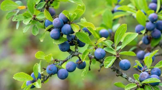 A kökény termesztése és felhasználása – tudnivalók a hazai vadgyümölcsről