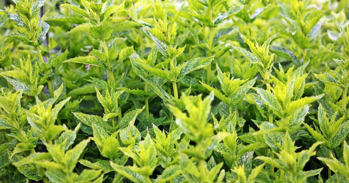 Hihetetlen hozamok: ennyit kereshetsz 1 hektár mentával!