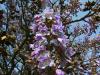 Paulownia vs. tölgy/bükk: melyik fűt valójában jobban?