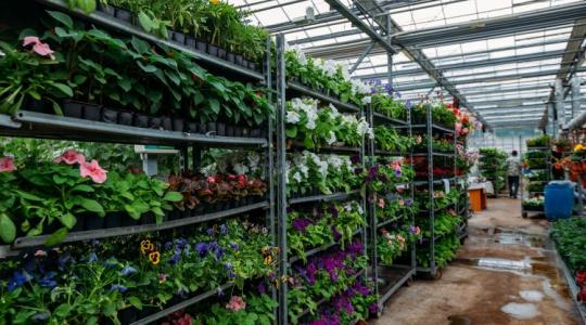Virágboltoktól arborétumokig: mindenki fizet a közös kasszába