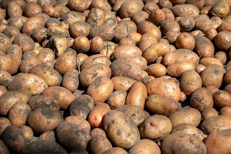 burgonya