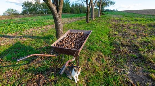 Drága lesz az idei a bejgli Drága lesz az idei a bejgli