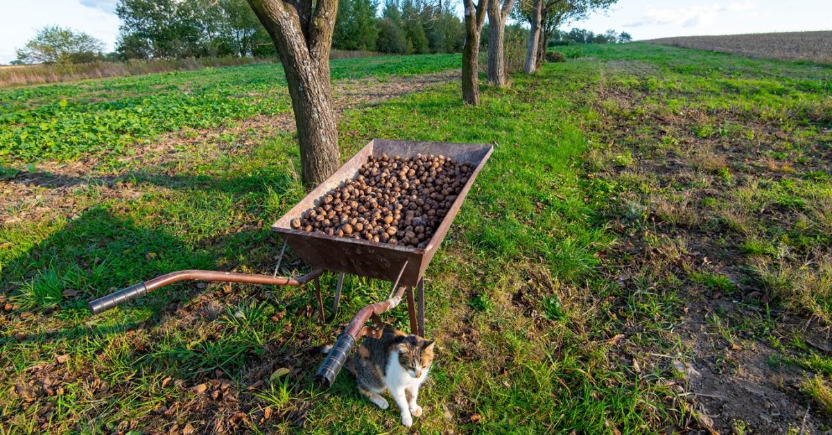 Drága lesz az idei a bejgli Drága lesz az idei a bejgli
