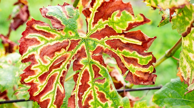 fitoplazma