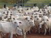 EU–Mercosur: felháborodott gazdák, megosztott Európa