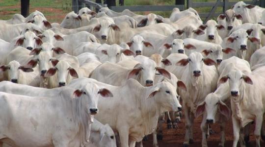 EU–Mercosur: felháborodott gazdák, megosztott Európa