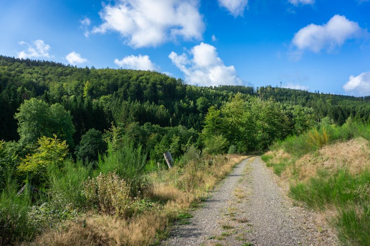 erdő
