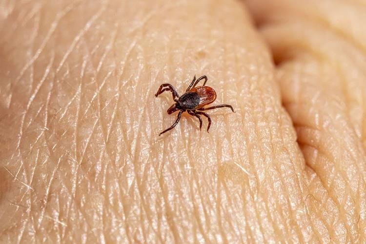 Döbbenetes: egyes kullancscsípések súlyos húsallergiát válthatnak ki Döbbenetes: egyes kullancscsípések súlyos húsallergiát válthatnak ki