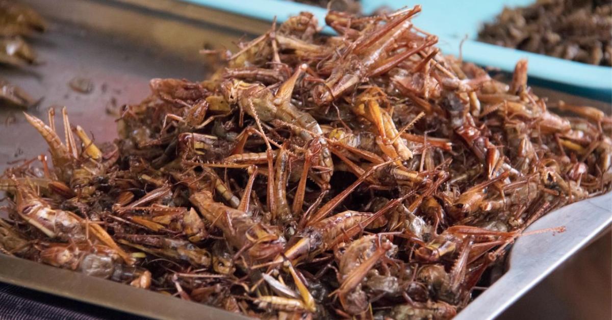 Alternatív fehérjeforrások – rovarfehérje és növényi protein Alternatív fehérjeforrások – rovarfehérje és növényi protein