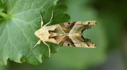 Bagolylepkefélék: felismerésük, életmódjuk és védekezési lehetőségek a mezőgazdaságban