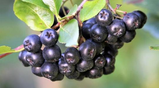 Berkenye termesztése és felhasználása: minden, amit tudnod kell