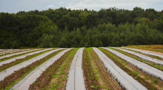 Komposztálható fólia – zöld megoldások őszre