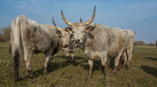 Milliárdos támogatás az őshonos állatok védelmére – indul a kifizetés