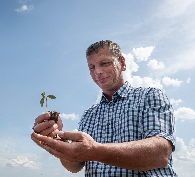 syngenta