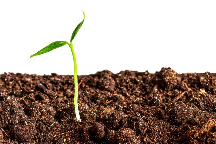syngenta