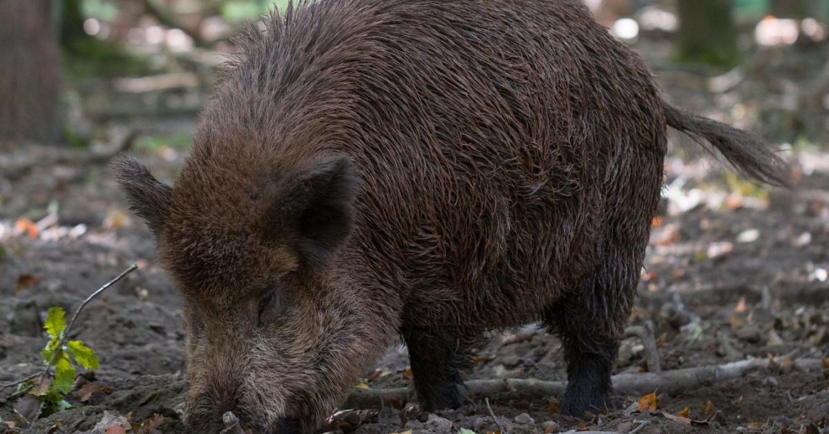Nagy a baj: Horvátországban elkezdték irtani a vaddisznókat Nagy a baj: Horvátországban elkezdték irtani a vaddisznókat