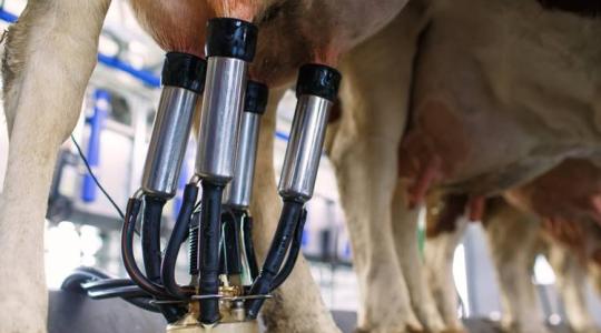 A fejőgépek szerepe és fejlődése a modern tejtermelésben