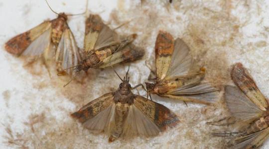 Így védekezhetsz hatékonyan a molylepkék ellen