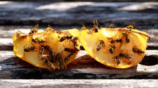 A darazsak szerepe és kezelése a mezőgazdaságban – amit minden gazdának tudnia kell