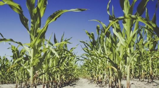 Annyi minden sújtotta idén az agráriumot, hogy az már fáj Annyi minden sújtotta idén az agráriumot, hogy az már fáj