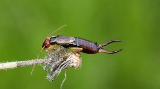 Fülbemászó: az ismerős, mégis titokzatos kerti vendég