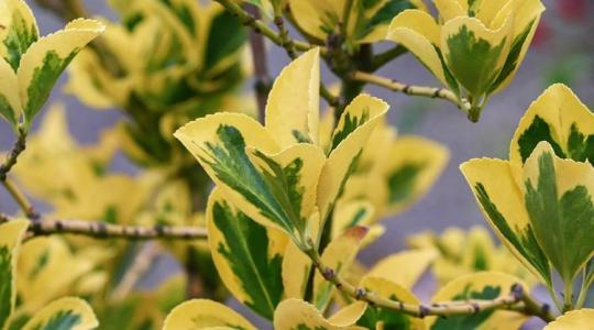 A kecskerágó termesztése, gondozása és felhasználása