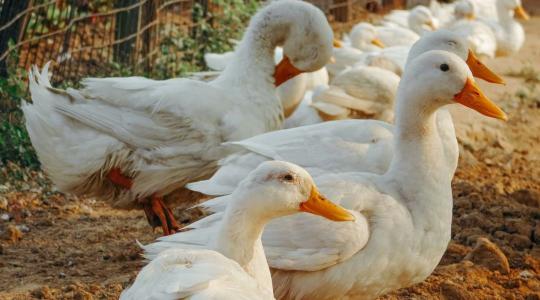 Madárinfluenza: állami segítség a baromfitartóknak