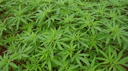 Ismerd meg a kender termesztésének fortélyait!