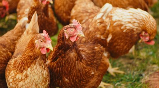 Október 10-ig van idő: módosult a baromfiágazati állatjóléti támogatás