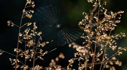 A pókok szerepe a mezőgazdaságban – hasznos vagy káros élőlények?