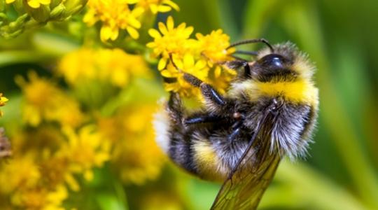 A poszméhek szerepe és jelentősége a mezőgazdaságban